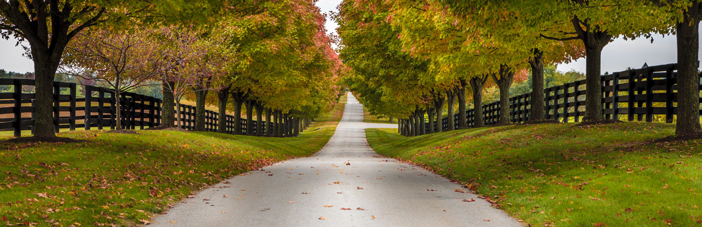 Tree lined road